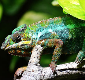 chameleon-318649.jpg
