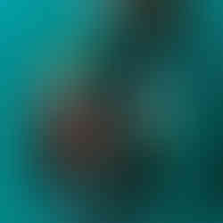 Patrick Boyle, InDepth club member, scuba diving on the wreck of the MV Robert, Lundy Island.