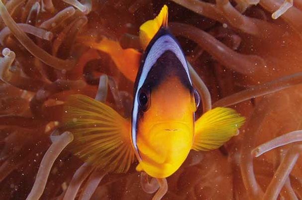 Anenome Fish Egypt.
