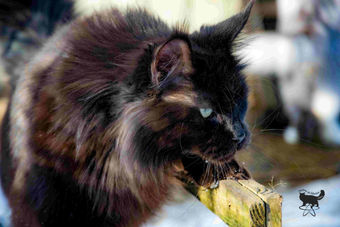 Daenerys di Lavorgo coon
Maine coon LOOF Femelle
Black solid
Reproductrice à la maison
mainecoon main coun noir chatnoir chat chatte blackcat black