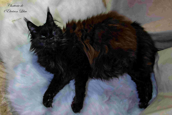 Daenerys di Lavorgo coon
Maine coon LOOF Femelle
Black solid
Reproductrice à la maison
mainecoon main coun noir chatnoir chat chatte blackcat black