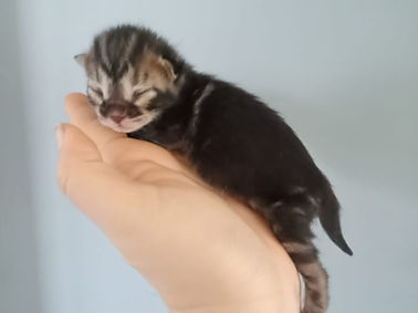 WhatsApp Image 2025-02-25 at 10.46.25(1).jpeg