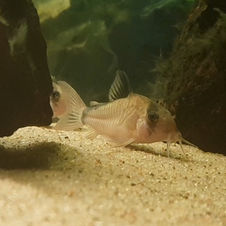 Corydoras metae
Pansarmal
Pansarmalar
Corydoras
Metae
Banditpansarmal