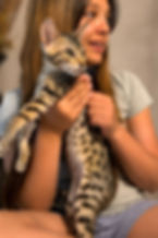 Gemini, Golden Champion Sired Savannah Kitten for Sale2