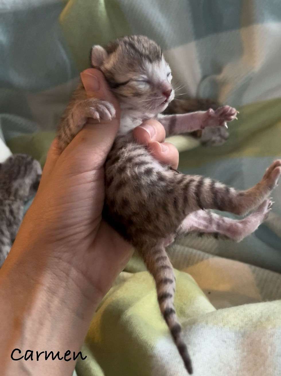 Savannah Kitten For Sale 9