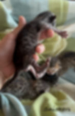 Savannah Kitten For Sale 2