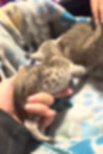 Boba, Silver Savannah Cat for sale, SBT SST 7