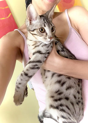 Silver Savannah Kitten Valkyrie 1