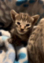 Kobe - Savannah Kitten, Cool toned, BST, SBT, black nose TICA Show Champion Sired Savannah