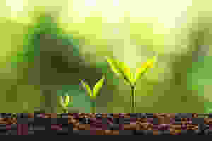 Growing tree