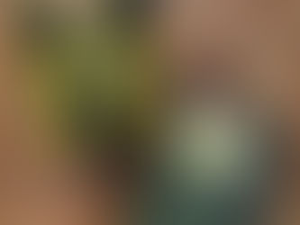 O som do rugido da onça