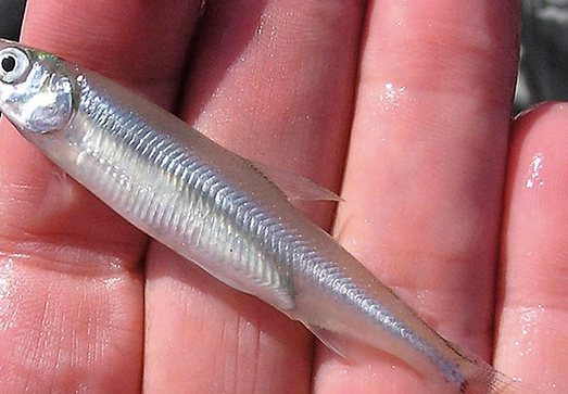Conservation of Delta Smelt
