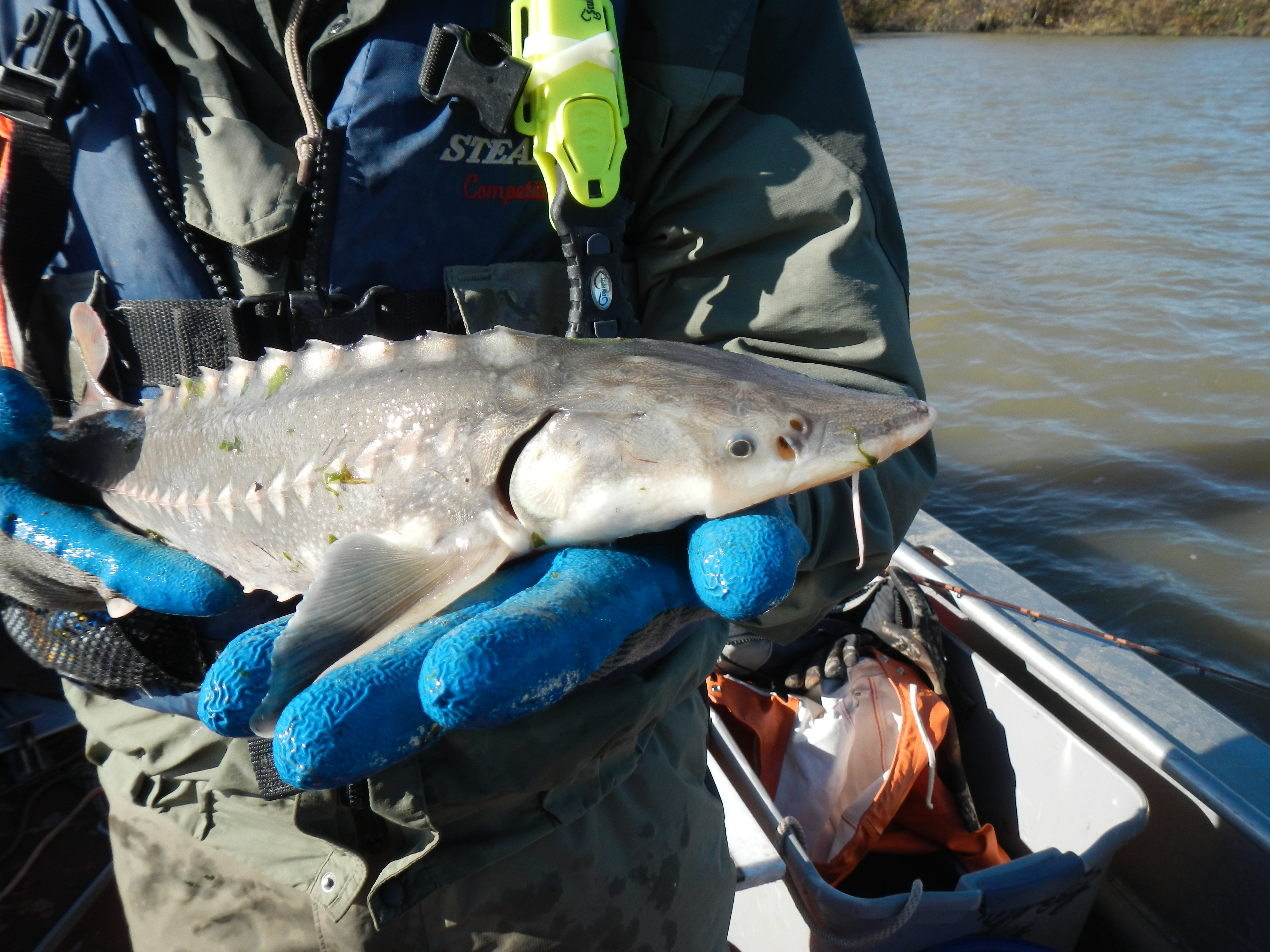 Parintige Raza Developing Parentage-Based Tagging to Improve White Sturgeon ...