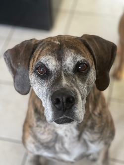 68018897315__BA18D5A3-B65D-40B5-8CF2-2C520FB12904.fullsizerender