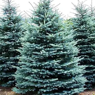 evergreen.webp