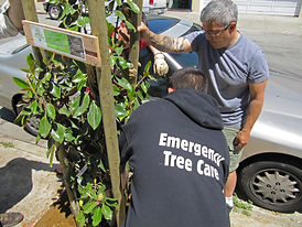 emergency tree care.jpeg