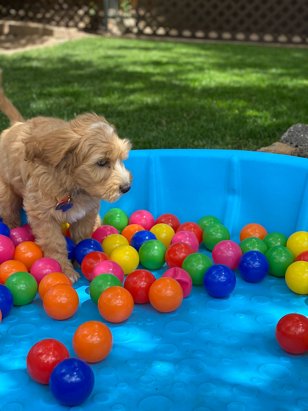 Puppy in pool with balls