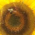 Copy of Imagem 14.jpg