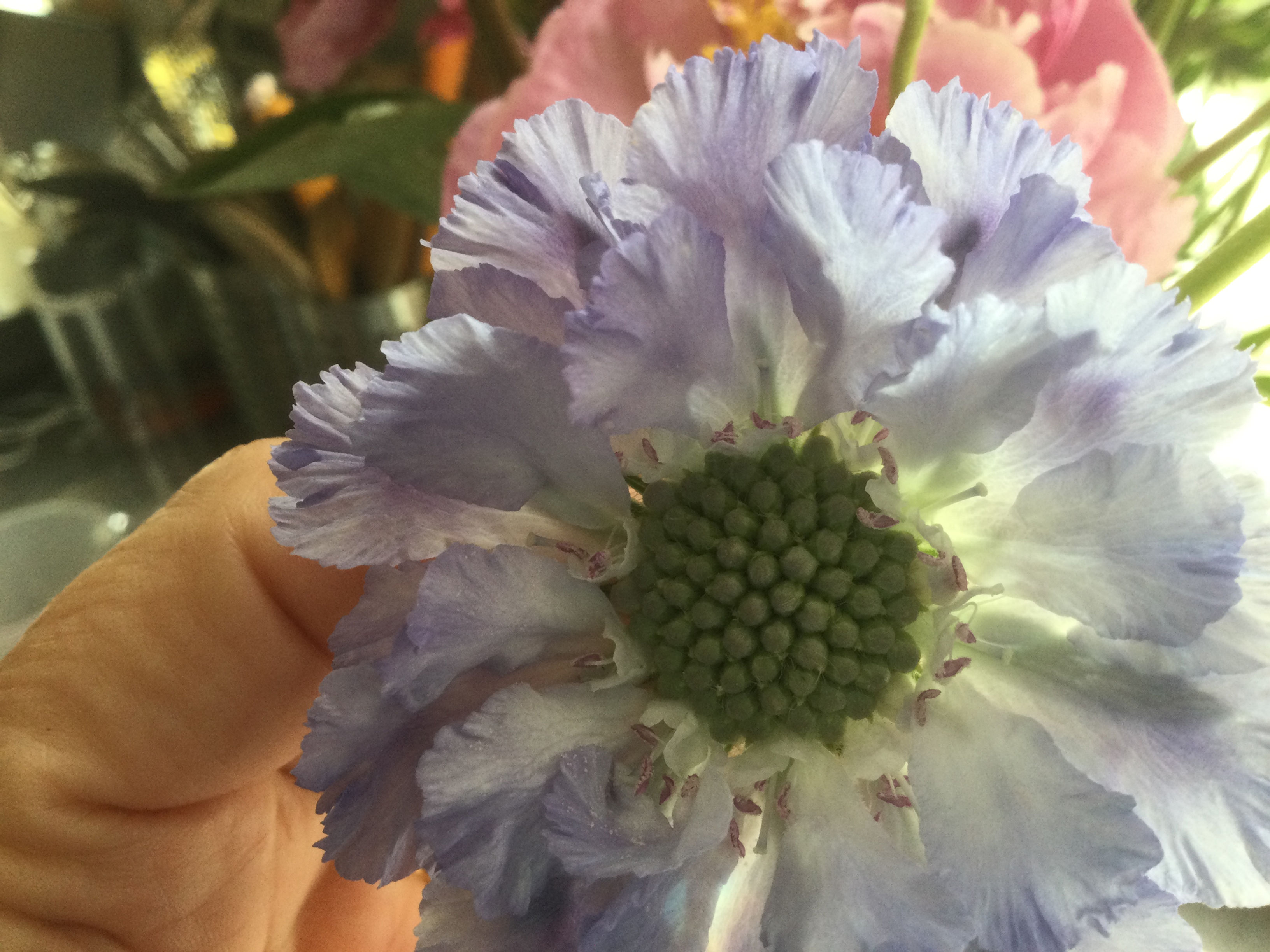 Scabious Centre and Leaves