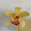 Thumbnail: Miniature Cymbidium Orchid