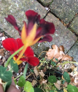 Thumbnail: Nasturtium Leaf Veiners