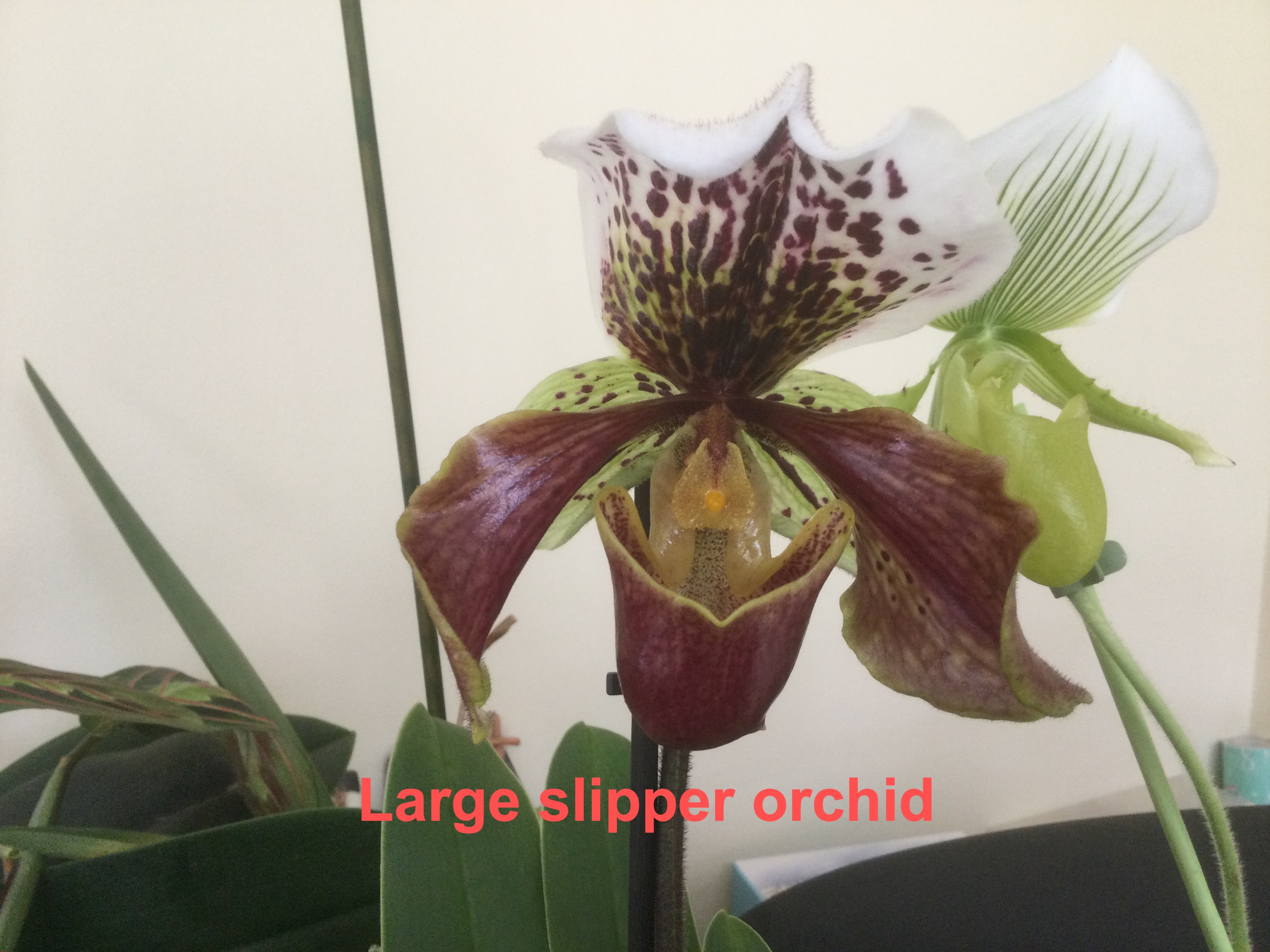 Large Slipper Orchid Set