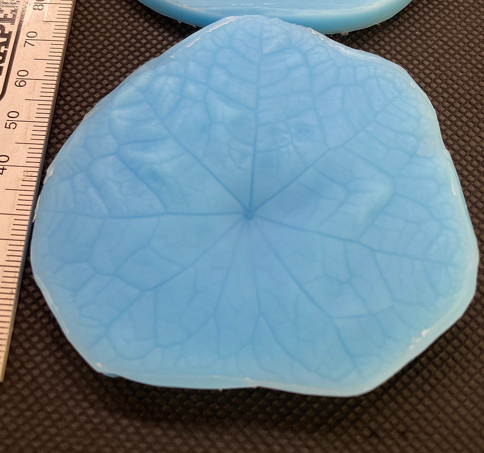 Thumbnail: Nasturtium Leaf Veiners