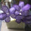 Thumbnail: Vanda Orchid Veiner Set