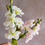 Thumbnail: Stocks Petal Veiner Set (Matthiola)