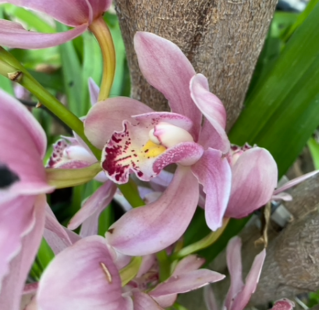 Thumbnail: Cymbidium Orchid Set