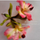Thumbnail: Alstromeria