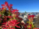 IMG-9953.jpg