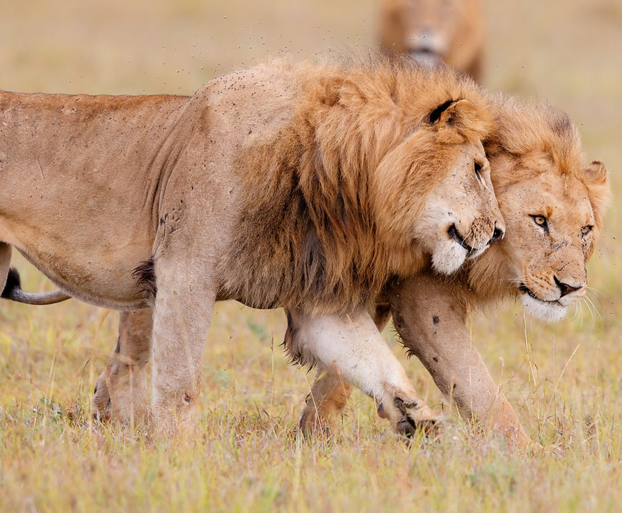 male_lions_safari_in_serengeti_travels_edited.jpg