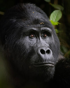 Viaje_en_grupo_uganda_gorilas