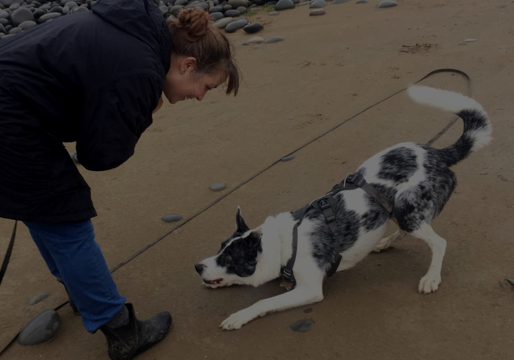 Fox Dogs — dog boarding