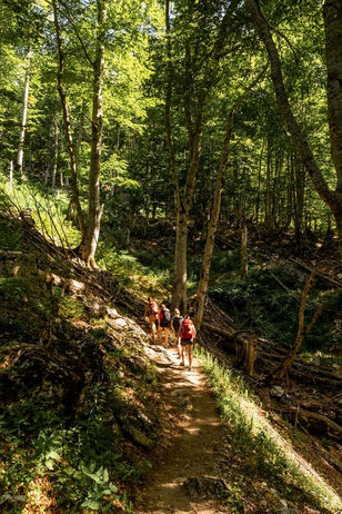 walking tour in a magnificent region in the woods, vineyards and fields