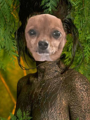 Chihuahua head on model