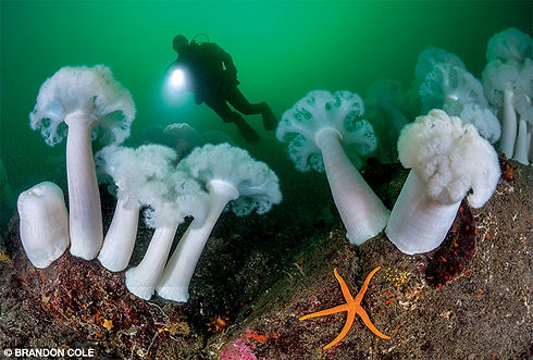 giant-plumose-anemones-a-blood-star-and-giant-sea-cucumbers-are-on-a-rocky-reef-at-70-feet