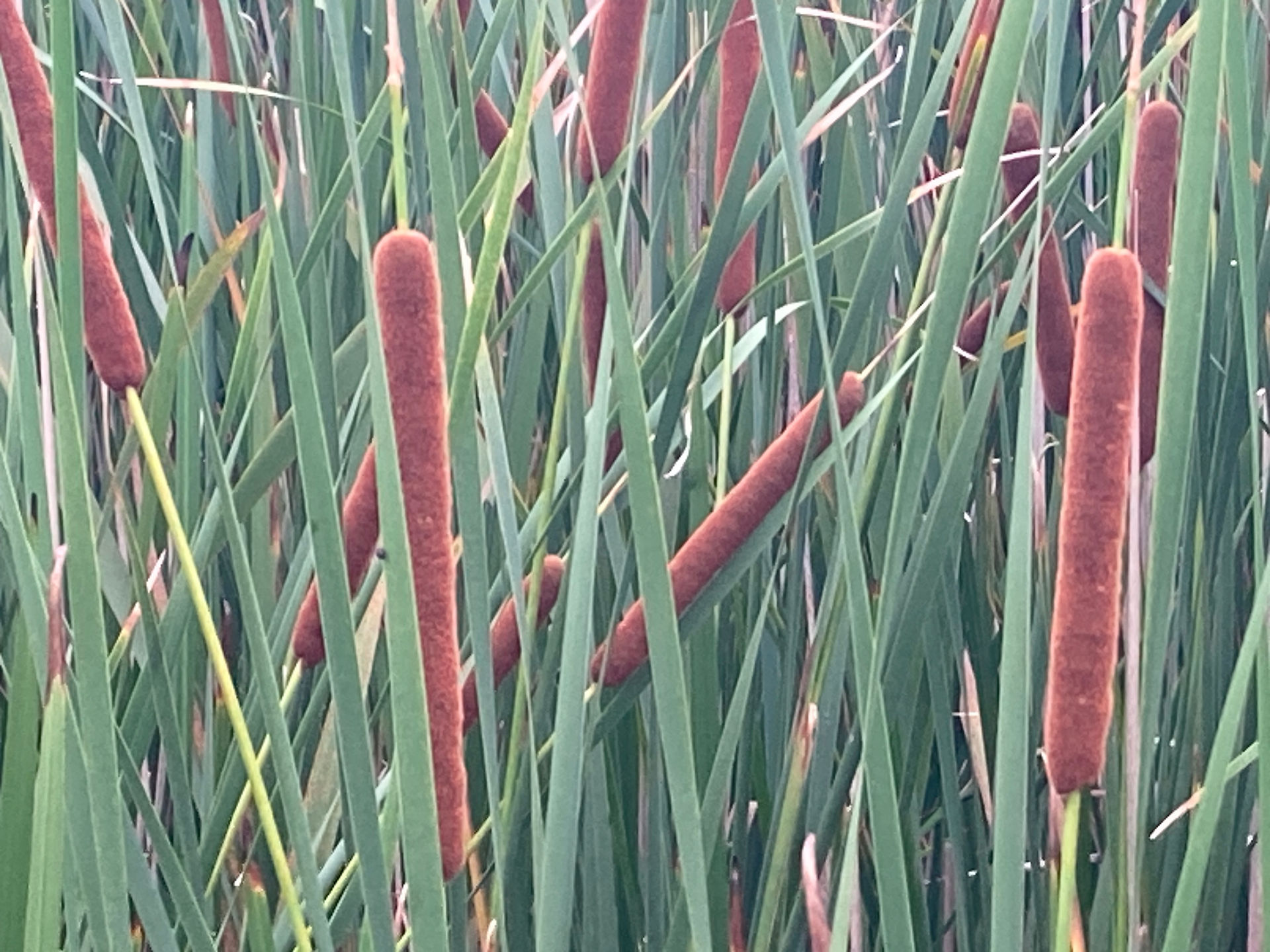 Brown, sausage-shaped seedheads of cattail plants amidst their strappy green leaves