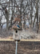 A Tree Swallow perches atop a wooden nest box. In the background is a recently burned prairie and beyond it a woods.
