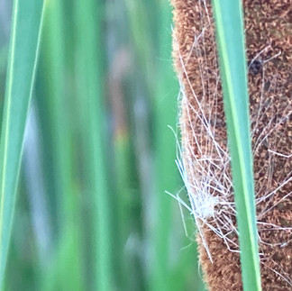 Close-up of a brown cattail "sausage" with some fluffy white fibers starting to escaple from the interior.