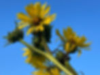 Wildflower Wander (Bird & Nature Adventure)