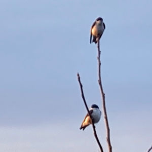 Two tree swallows perch on shrub branches.