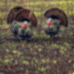 a flock of male wild turkeys spread their fan tails