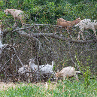 A herd of hired goats eats underbrush for a prescribed conservation grazing project