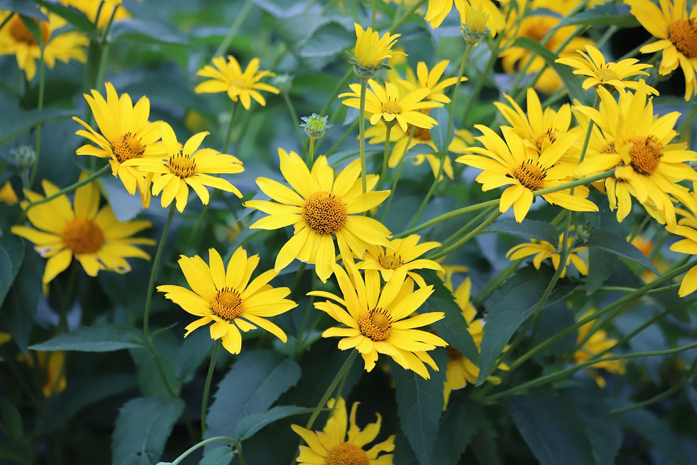 A large clump of flowering False sunflower (Heliopsis helianthoides), also called Rough Oxeye or Smooth Oxeye.