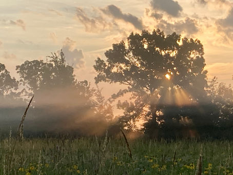 An oak tree silhouetted against the sunrise