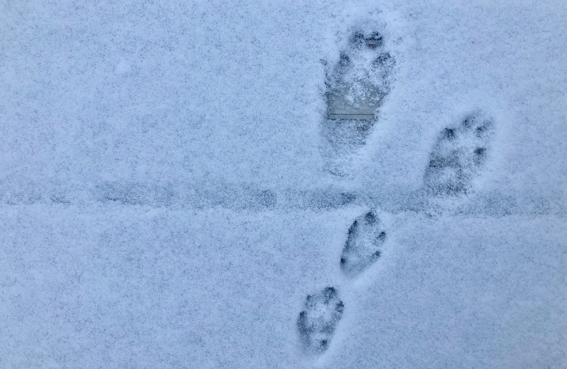 Animal tracks, perhaps of a raccoon, mark a thin layer of snow on a boardwalk.