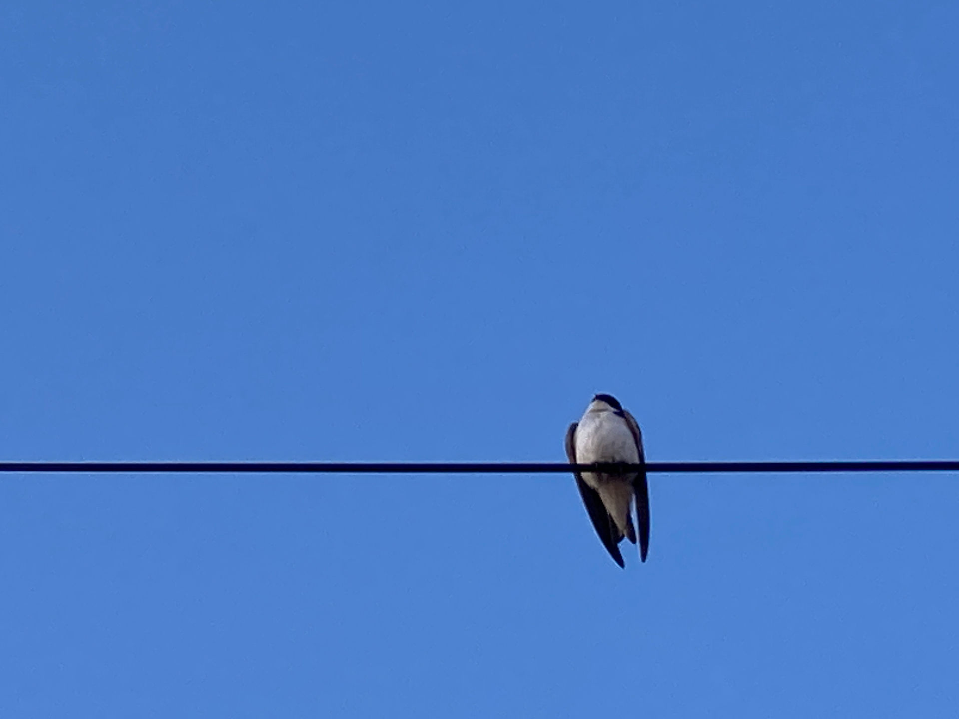 Tree Swallow on a wire against a clear blue sky
