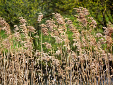 Dried plumes of invasive Phragmites grass in a wetland.